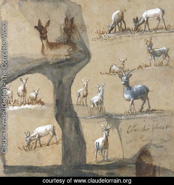 A Sheet Of Studies Of Deer